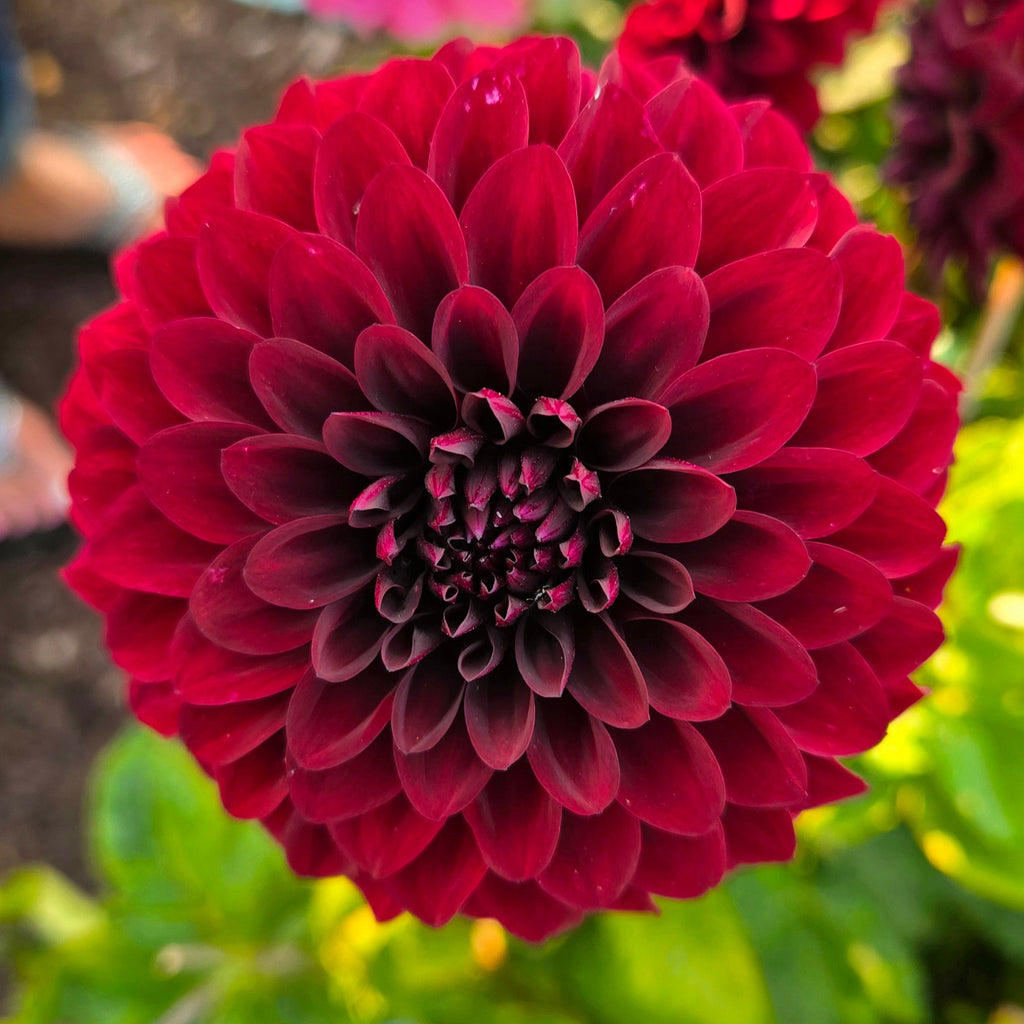 Shadow Cat