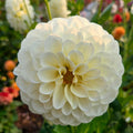 Snowball