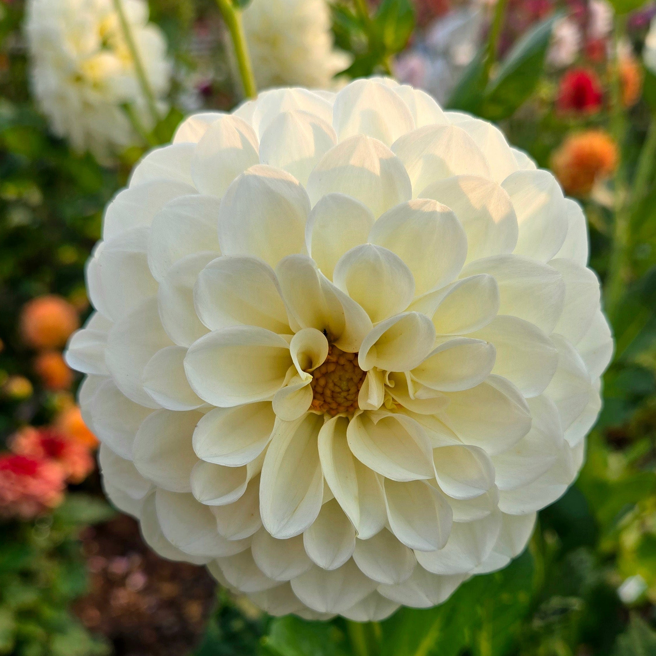 Snowball