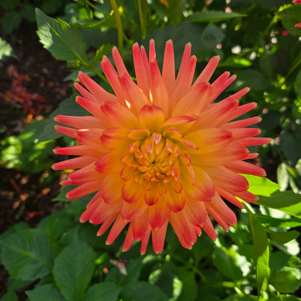 Solar Flare