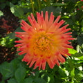 Solar Flare