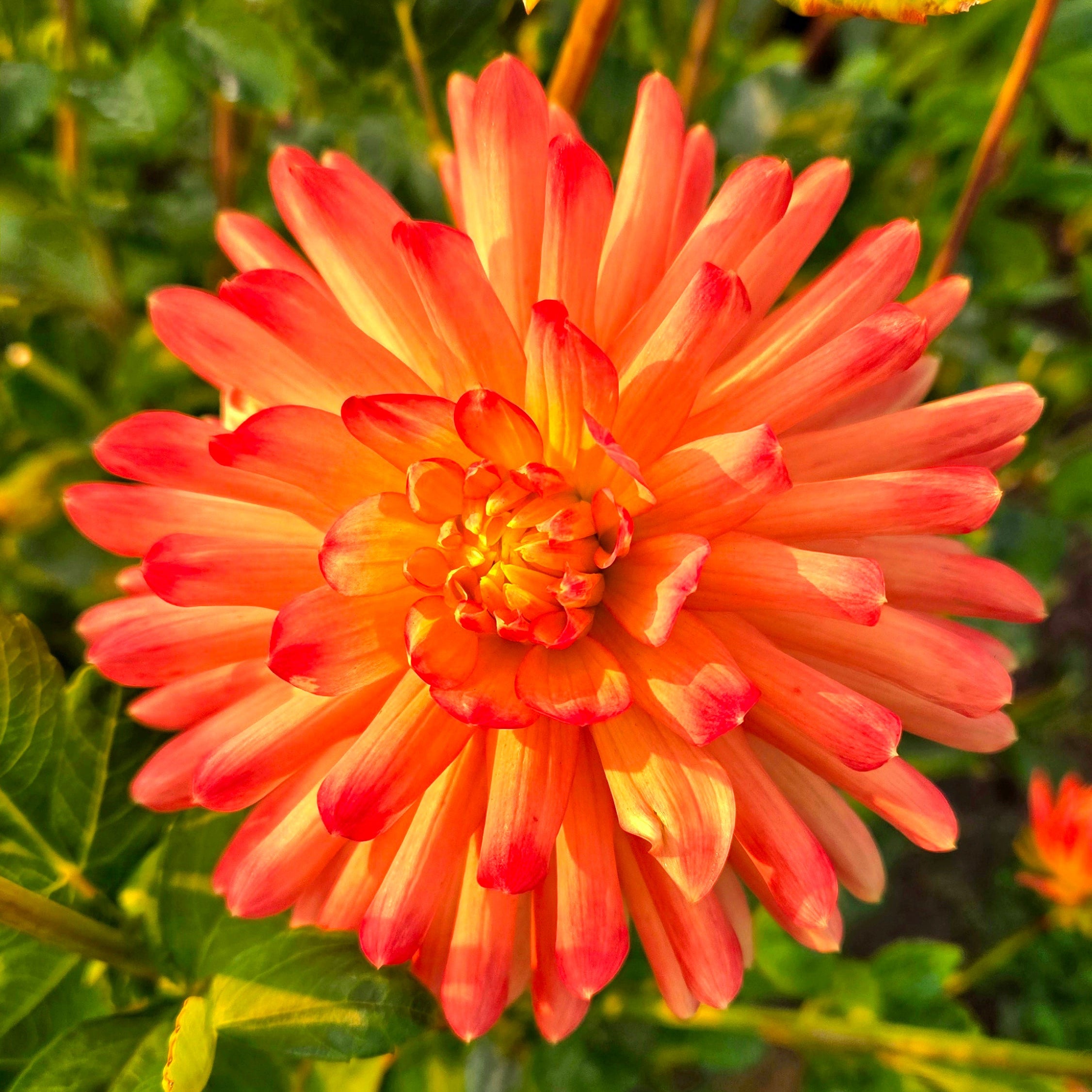 Solar Flare