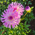 Lilac Taratahi
