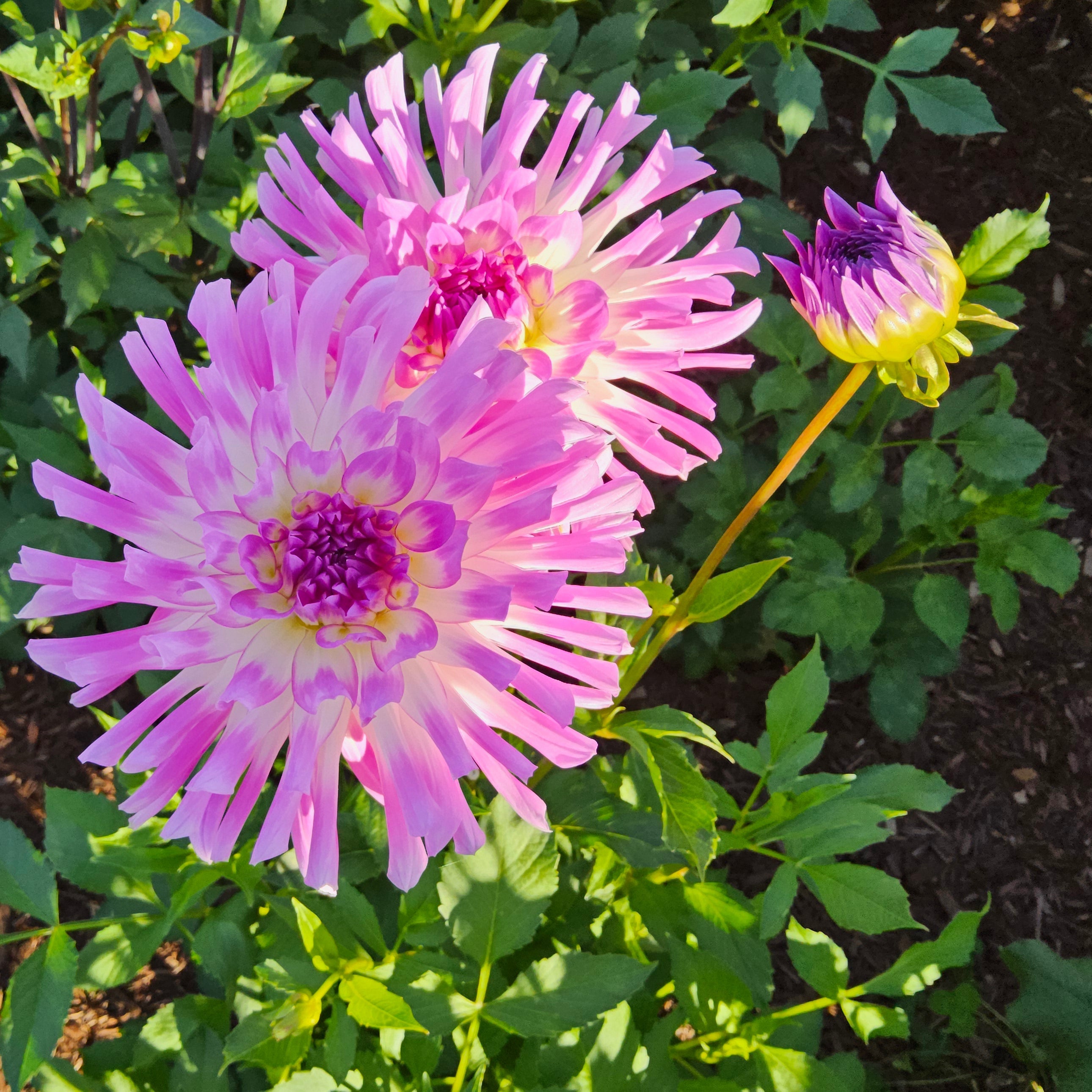 Lilac Taratahi