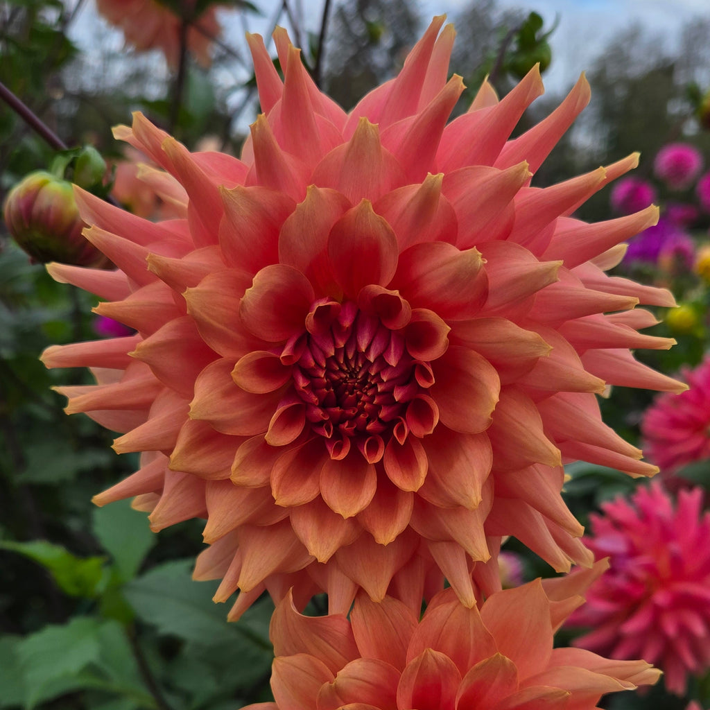 Terracotta