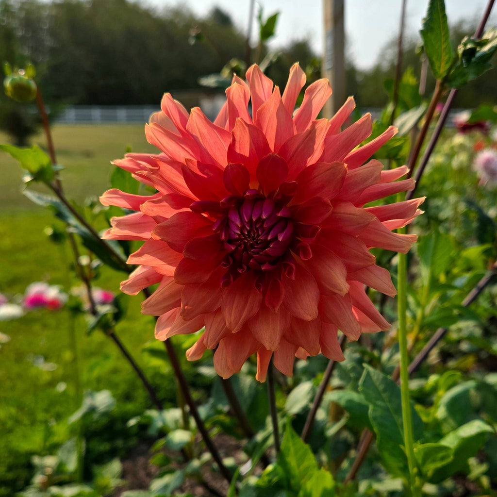 Terracotta