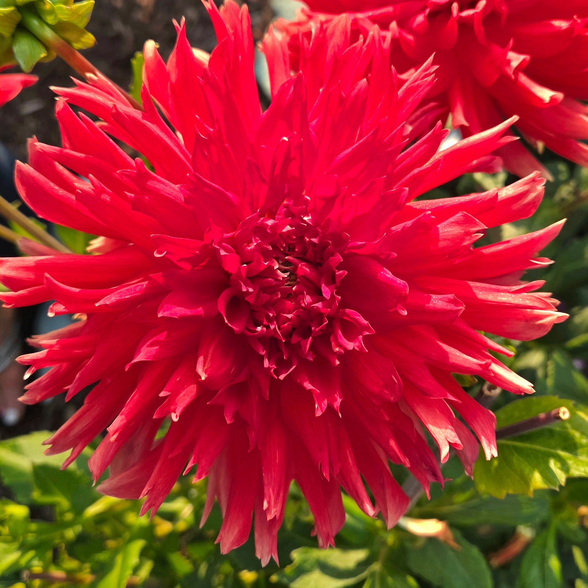 Wyn’s Cinnabar