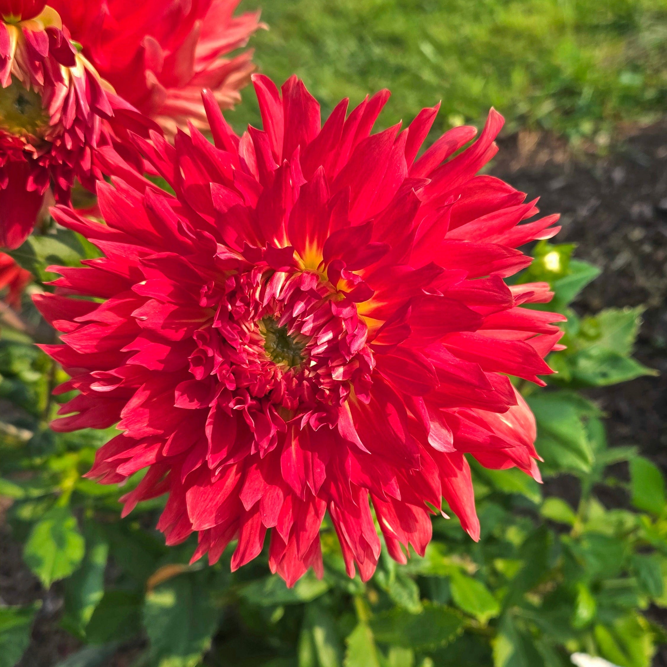 Wyn’s Cinnabar