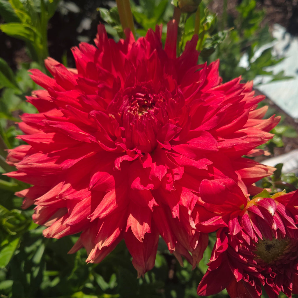 Wyn’s Cinnabar