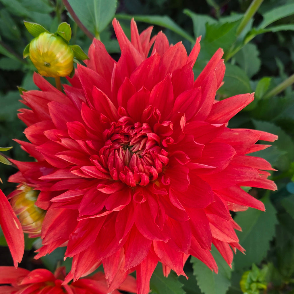 Wyn’s Cinnabar